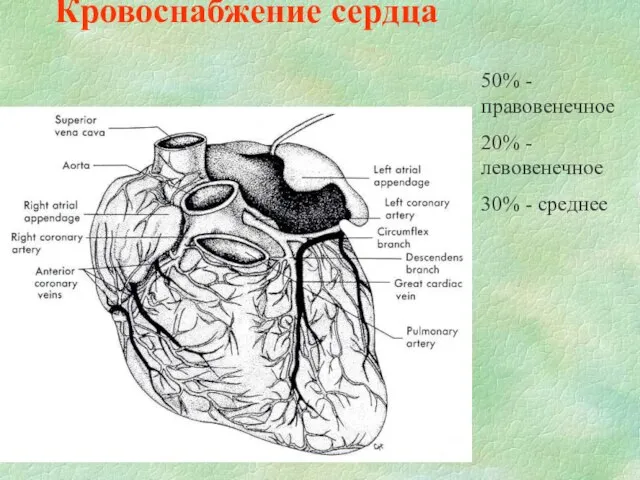 Кровоснабжение сердца 50% - правовенечное 20% - левовенечное 30% - среднее