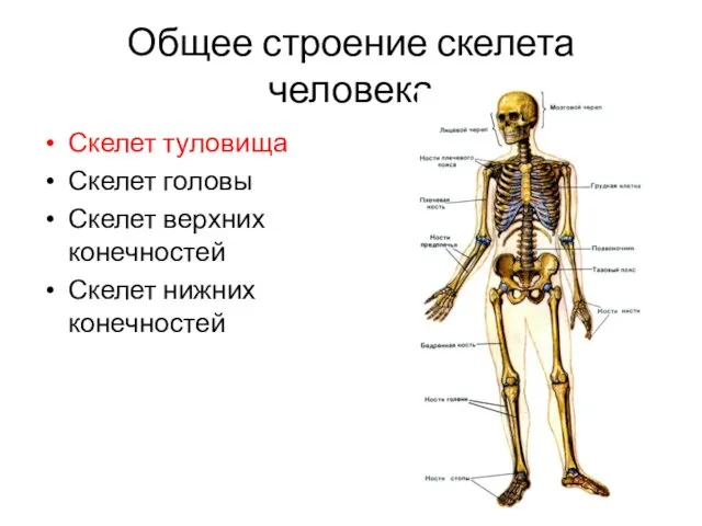Общее строение скелета человека Скелет туловища Скелет головы Скелет верхних конечностей Скелет нижних конечностей