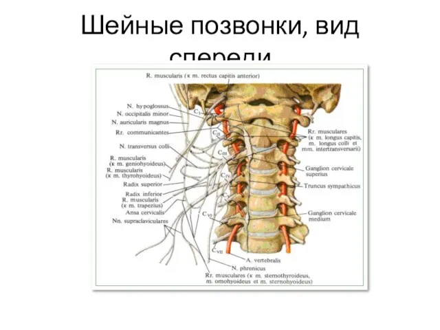 Шейные позвонки, вид спереди