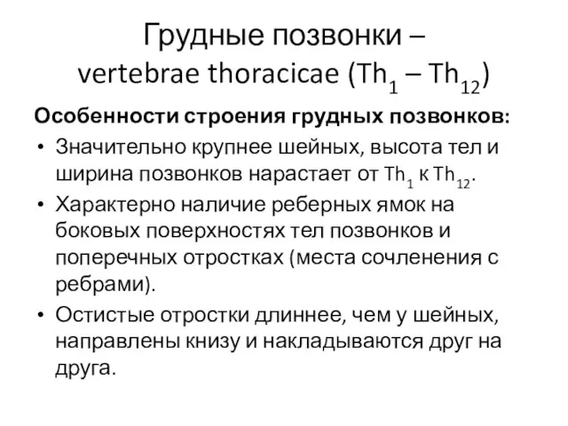 Грудные позвонки – vertebrae thoracicae (Th1 – Th12) Особенности строения грудных позвонков: