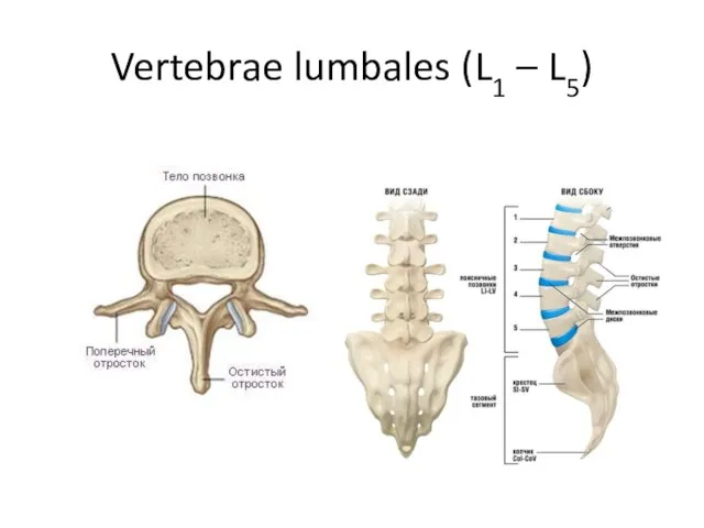 Vertebrae lumbales (L1 – L5)