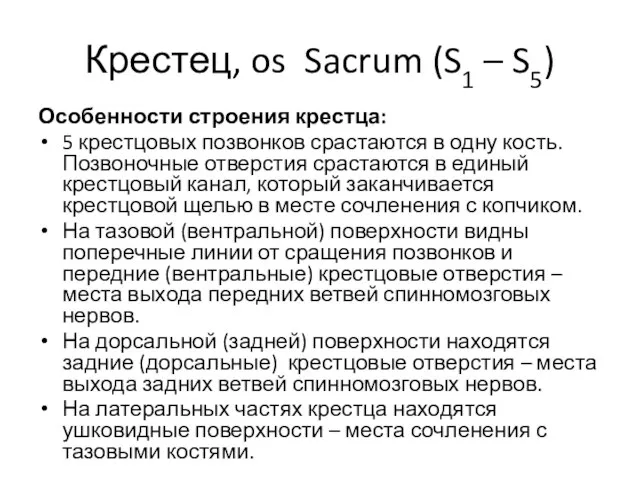 Крестец, os Sacrum (S1 – S5) Особенности строения крестца: 5 крестцовых позвонков