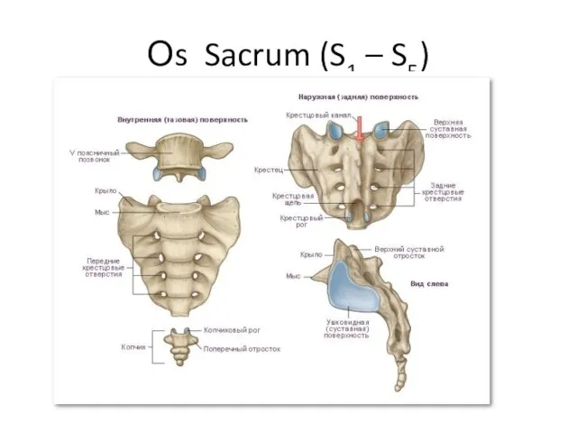 Оs Sacrum (S1 – S5)