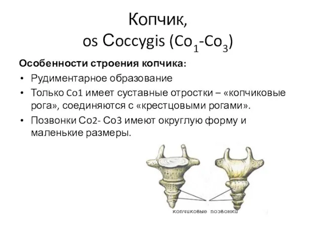 Копчик, os Сoccygis (Co1-Co3) Особенности строения копчика: Рудиментарное образование Только Co1 имеет