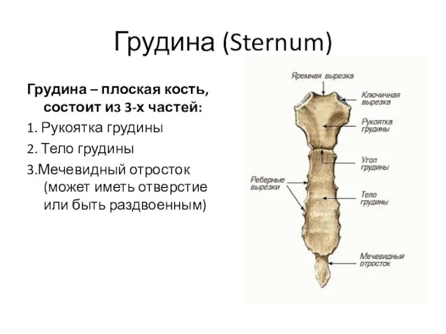 Грудина (Sternum) Грудина – плоская кость, состоит из 3-х частей: 1. Рукоятка