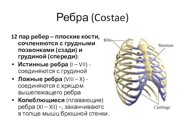 Ребра (Costae) 12 пар ребер – плоские кости, сочленяются с грудными позвонками
