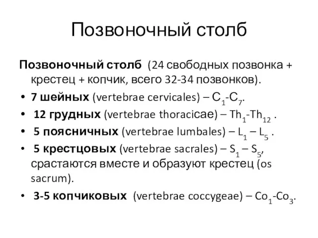 Позвоночный столб Позвоночный столб (24 свободных позвонка + крестец + копчик, всего