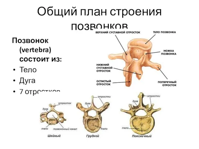 Общий план строения позвонков Позвонок (vertebra) состоит из: Тело Дуга 7 отростков