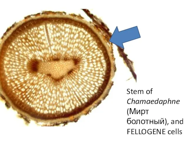 Stem of Chamaedaphne (Мирт болотный), and FELLOGENE cells