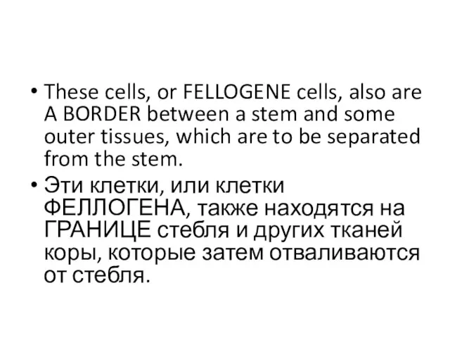 These cells, or FELLOGENE cells, also are A BORDER between a stem