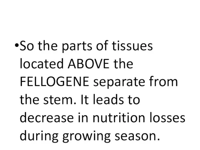 So the parts of tissues located ABOVE the FELLOGENE separate from the