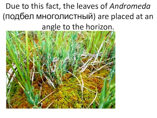 Due to this fact, the leaves of Andromeda (подбел многолистный) are placed