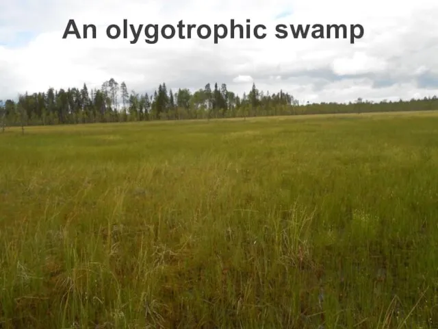An olygotrophic swamp