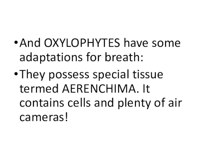 And OXYLOPHYTES have some adaptations for breath: They possess special tissue termed