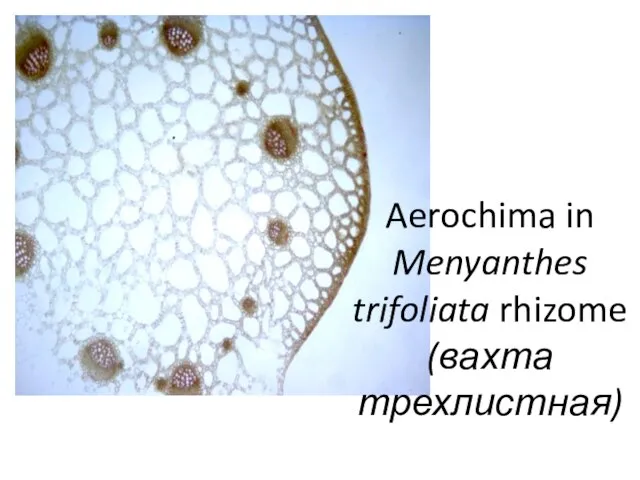 Aerochima in Menyanthes trifoliata rhizome (вахта трехлистная)