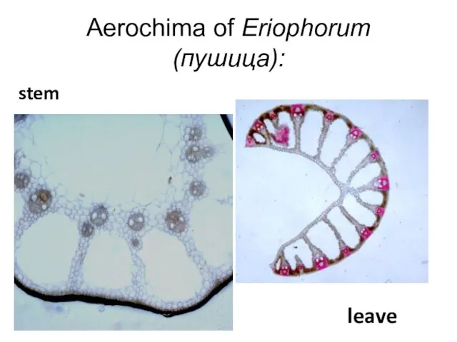 Aerochima of Eriophorum (пушица): stem leave