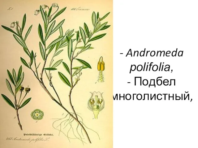 - Andromeda polifolia, - Подбел многолистный,
