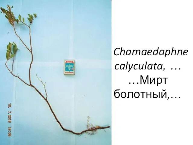 - Chamaedaphne calyculata, … …Мирт болотный,…
