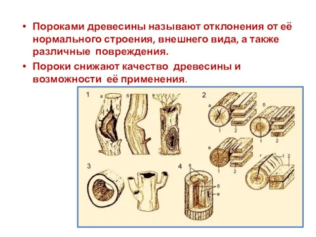 Пороками древесины называют отклонения от её нормального строения, внешнего вида, а также