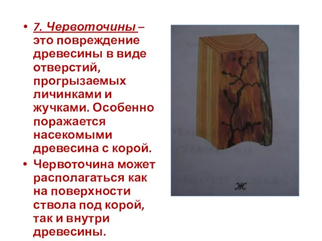 7. Червоточины – это повреждение древесины в виде отверстий, прогрызаемых личинками и