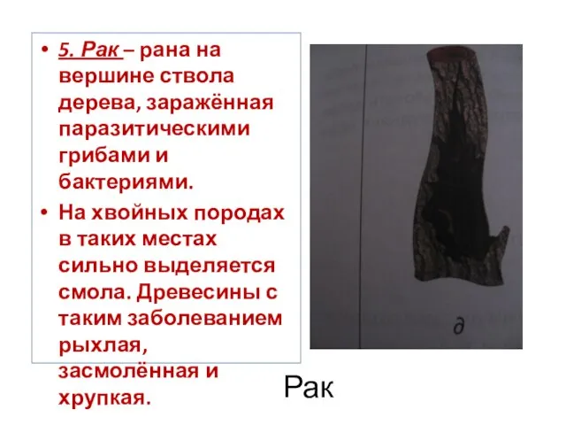 Рак 5. Рак – рана на вершине ствола дерева, заражённая паразитическими грибами