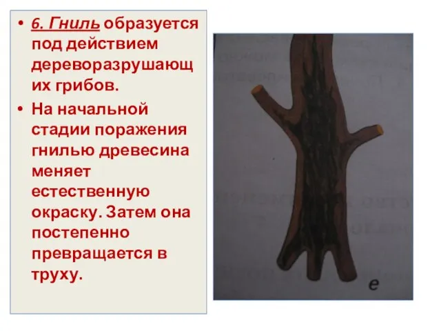 6. Гниль образуется под действием дереворазрушающих грибов. На начальной стадии поражения гнилью