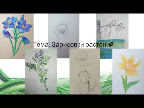 Тема: Зарисовки растений