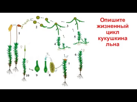 Опишите жизненный цикл кукушкина льна