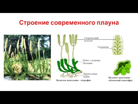 Строение современного плауна