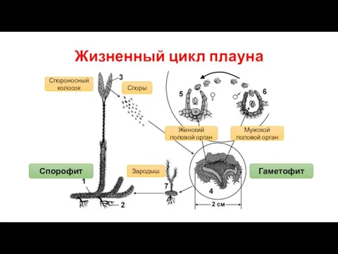 Жизненный цикл плауна Спороносный колосок Споры Гаметофит Женский половой орган Мужской половой орган Зародыш Спорофит