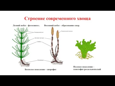 Строение современного хвоща