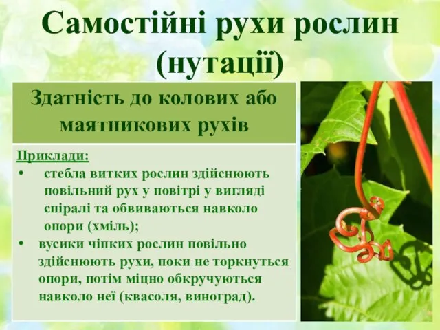 Самостійні рухи рослин (нутації)