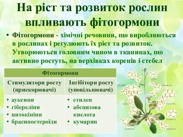 На ріст та розвиток рослин впливають фітогормони Фітогормони - хімічні речовини, що