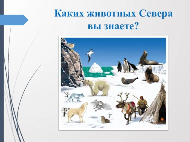 Каких животных Севера вы знаете?