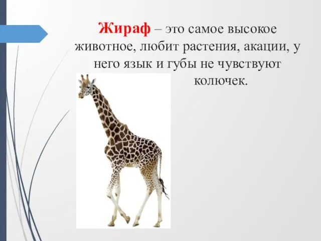 Жираф – это самое высокое животное, любит растения, акации, у него язык