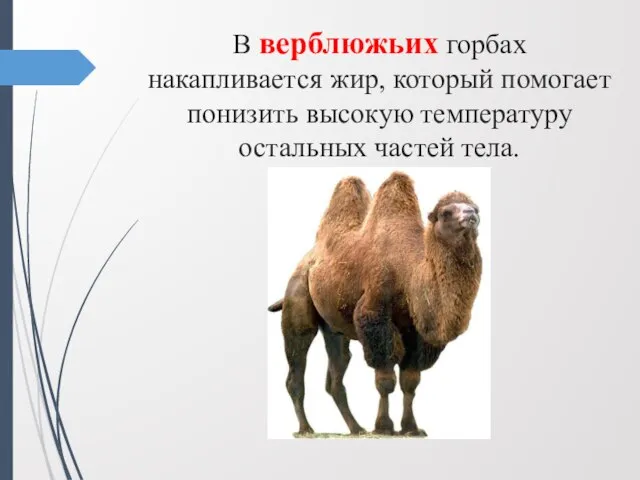 В верблюжьих горбах накапливается жир, который помогает понизить высокую температуру остальных частей тела.