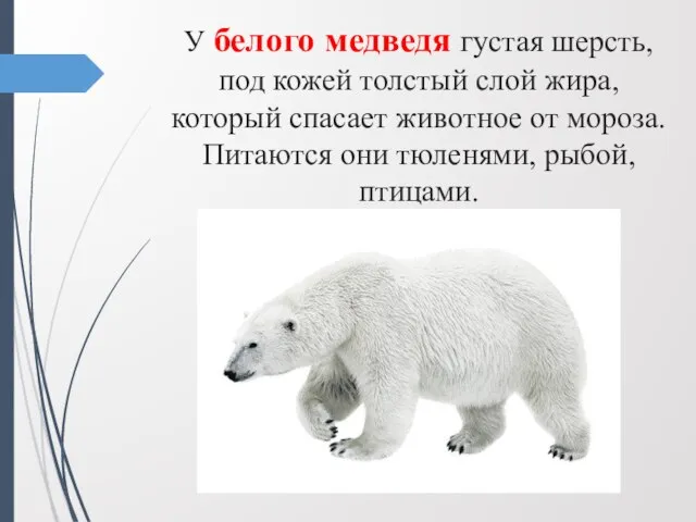 У белого медведя густая шерсть, под кожей толстый слой жира, который спасает