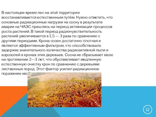 В настоящее время лес на этой территории восстанавливается естественным путём. Нужно отметить,