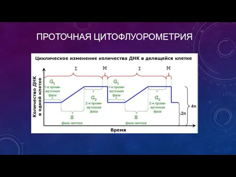 ПРОТОЧНАЯ ЦИТОФЛУОРОМЕТРИЯ