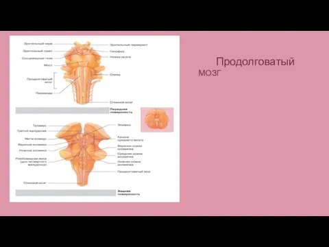 Продолговатый МОЗГ