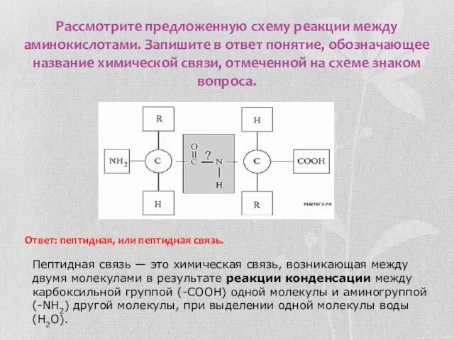 Рассмотрите предложенную схему реакции между аминокислотами. Запишите в ответ понятие, обозначающее название