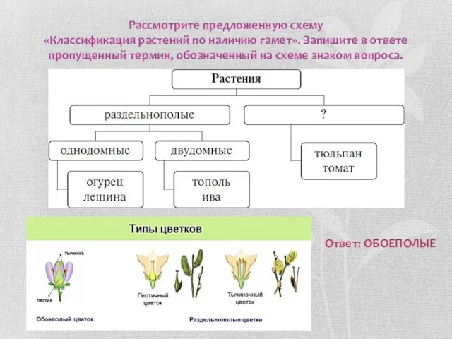 Рассмотрите предложенную схему «Классификация растений по наличию гамет». Запишите в ответе пропущенный