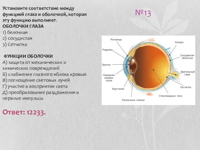 №13 Установите соответствие между функцией глаза и оболочкой, которая эту функцию выполняет.
