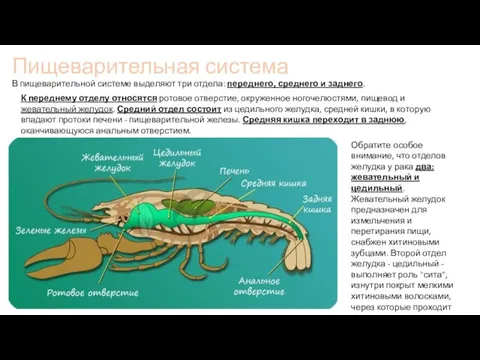 Пищеварительная система В пищеварительной системе выделяют три отдела: переднего, среднего и заднего.