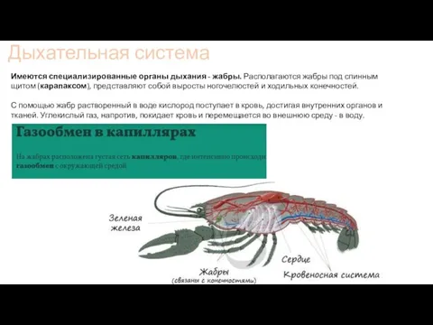 Дыхательная система Имеются специализированные органы дыхания - жабры. Располагаются жабры под спинным