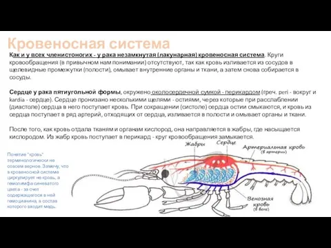 Кровеносная система Как и у всех членистоногих - у рака незамкнутая (лакунарная)