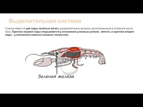 Выделительная система У раков имеется две пары зеленых желез, выделительных органов, расположенных