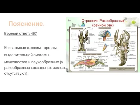 Пояснение. Верный ответ: 467 Коксальные железы - органы выделительной системы мечехвостов и