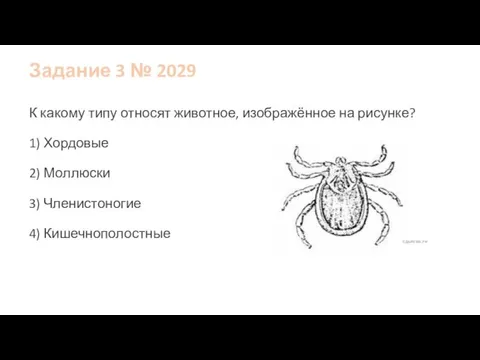 Задание 3 № 2029 К какому типу относят животное, изображённое на рисунке?