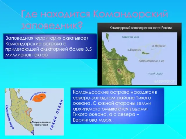 Где находится Командорский заповедник? Заповедная территория охватывает Командорские острова с прилегающей акваторией